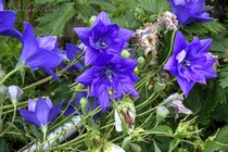 Ширококолокольчик Hakone Double Blue (Platycodon grandiflorus Hakone Double Blue)