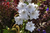 Ширококолокольчик Hakone White (Platycodon grandiflorus Hakone White)