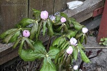 Подофилл Эмода (Podophyllum Emodi)