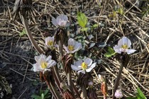 Подофил Эмода Majus (Podophyllum Emodi Majus)