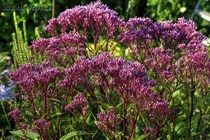 Посконник Baby Joe (Eupatorium Baby Joe)