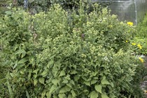 Посконник гибридный Lucky Melody (Eupatorium Lucky Melody)