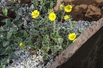 Лапчатка арктическая (Potentilla hyparctica (Malte))