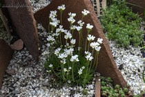 Проломник мясокрасный Alba (Androsace carnea Alba)