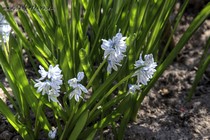 Пушкиния (Puschkinia)