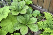 Роджерсия Cherry Blush (Rodgersia Cherry Blush)