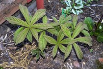 Роджерсия перистая Chocolate Wings (Rodgersia pinnata Chocolate Wings)