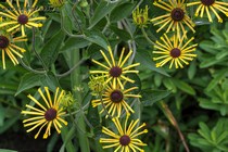 Рудбекия почтивойлочная Little Henry (Rudbeckia subtomentosa Little Henry)
