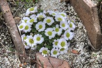 Рутовник анемоновидный (Callianthemum anemonoides)