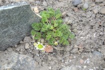 Рутовник кориандролистный (Callianthemum coriandrifolium)