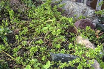 Ива деревцевидная(Salix Arbuscula)