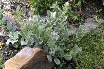Ива мохнатая (Salix Lanata)