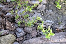 Ива Мюррея (Salix Moorei)
