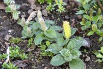 Ива Накамуры (Salix Nakamurana var. Yezoalpina)