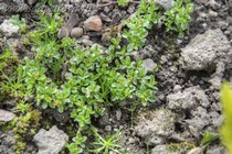 Ива тимьянолистная (Salix Serpyllifolia)