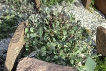 Ива арктическая (Salix arctophila)