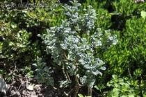Ива Бойда(Salix boydii)