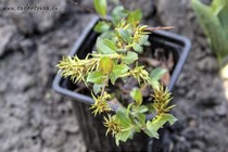 Ива травянистая (Salix herbacea)
