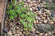 Ива гилематика (Salix hylematica)