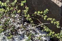 Ива microgosa (Salix microgosa)