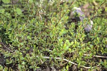 Ива пиренейская(Salix pyrenaica)