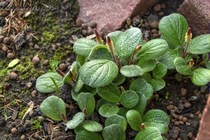 Ива сетчатая (Salix reticulata)