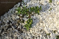 Ива притуплённая (Salix retusa)