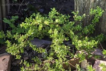 Ива гибридная simulatrix(Salix simulatrix)