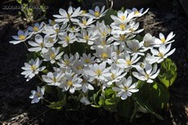 Сангвинария Канадская (Sanguinaria Canadensis)