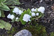  Сангвинария канадская Flore Pleno (Sanguinaria Canadensis Flore Pleno)