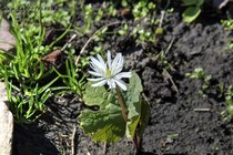 Сангвинария канадская Star (Sanguinaria canadensis Star)