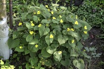 Сарума Генри (Saruma henryi)