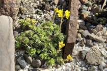 Камнеломка Фердинанда Кобургского Pirin(Saxifraga Ferdinandi-coburgi Pirin)