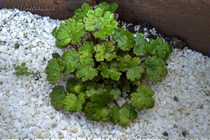Камнеломка Форчуна Gokka(Saxifraga fortuunei Gokka)