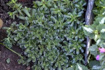 Камнеломка инкрустированная (Saxifraga crustata)