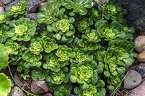 Камнеломка Клинолистная (Saxifraga Cuneifolia)