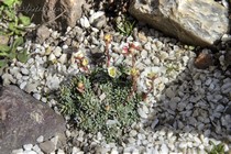 Камнеломка порфирион Allendale Angel (Saxifraga Porphirion Allendale Angel)