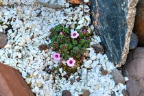 Камнеломка порфирион Kathleen (Saxifraga Porphirion Kathleen)