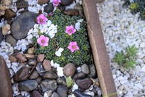 Камнеломка порфирион Kvilda(Saxifraga Porphirion Kvilda)