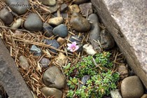 Камнеломка порфирион Laka (Saxifraga Porphirion Laka)