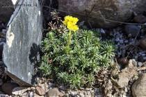 Камнеломка порфирион Meteor (Saxifraga Porphirion Meteor)