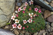 Камнеломка порфирион Peach Melba(Saxifraga Porphirion Peach Melba)