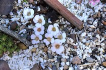Камнеломка порфирион Roztyly (Saxifraga Porphirion Roztyly)