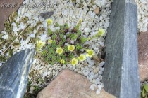 Камнеломка порфирион Sherlock Holmes (Saxifraga Porphirion Sherlock Holmes)