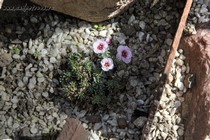 Камнеломка порфирион Violeta (Saxifraga Porphirion Violeta)