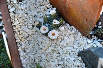 Камнеломка порфирион Vitkov (Saxifraga Porphirion Vitkov)