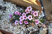 Камнеломка порфирион sissi (Saxifraga Porphirion sissi)