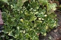 Камнеломка теневая Вариегата(Saxifraga Umbrosa Variegata)