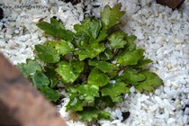 Камнеломка Форчуна Shiranami(Saxifraga fortuunei Shiranami)