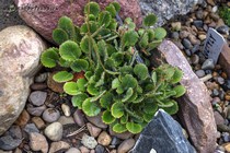 Камнеломка Жестковолосистая(Saxifraga hirsuta)